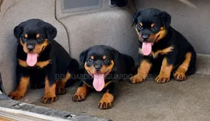 1-3 months Male Purebred Rottweiler