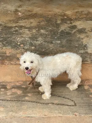 6-12 months Female Purebred Lhasa Apso