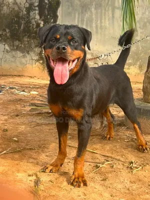 1-3 months Female Purebred Rottweiler