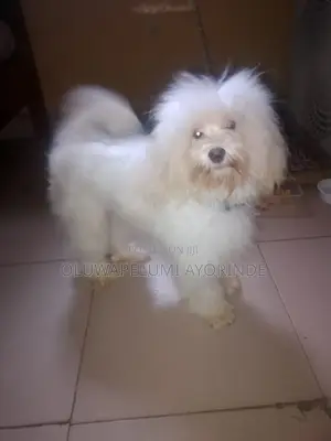 6-12 months Female Purebred Lhasa Apso