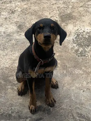3-6 months Female Purebred Rottweiler