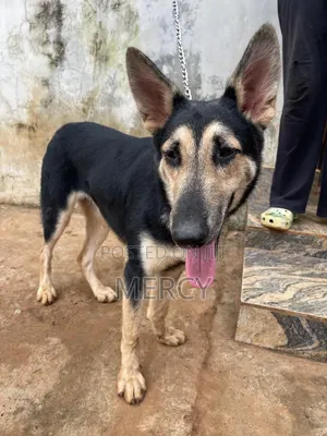6-12 months Female Purebred German Shepherd