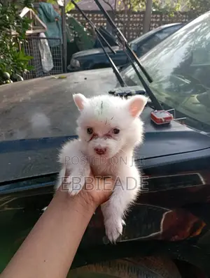 1-3 months Female Purebred American Eskimo