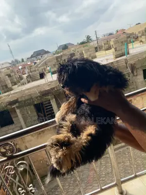 6-12 months Male Purebred Lhasa Apso