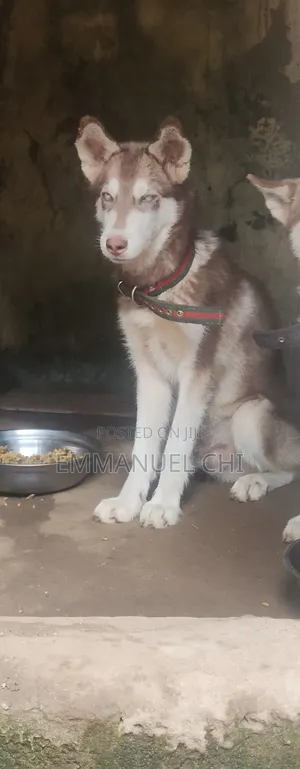 3-6 months Male Purebred Siberian Husky