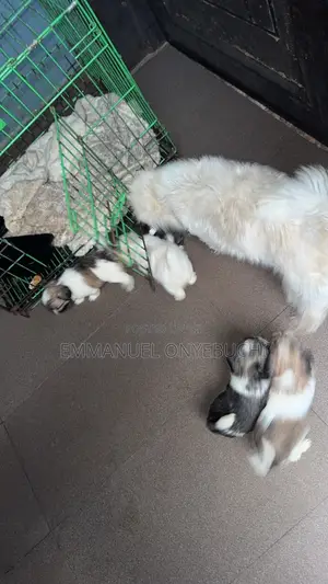 1-3 months Female Purebred Lhasa Apso