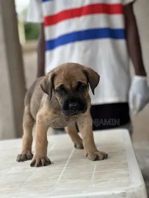 1-3 months Female Purebred Boerboel