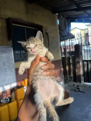 1-3 months Male Mixed Breed Cat