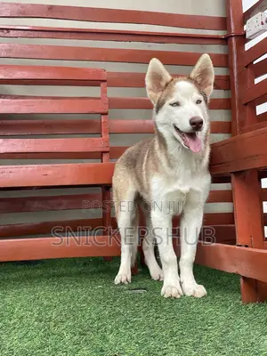 1-3 months Male Purebred Siberian Husky