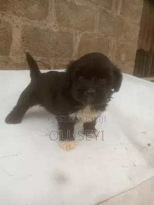 1-3 months Female Purebred Lhasa Apso