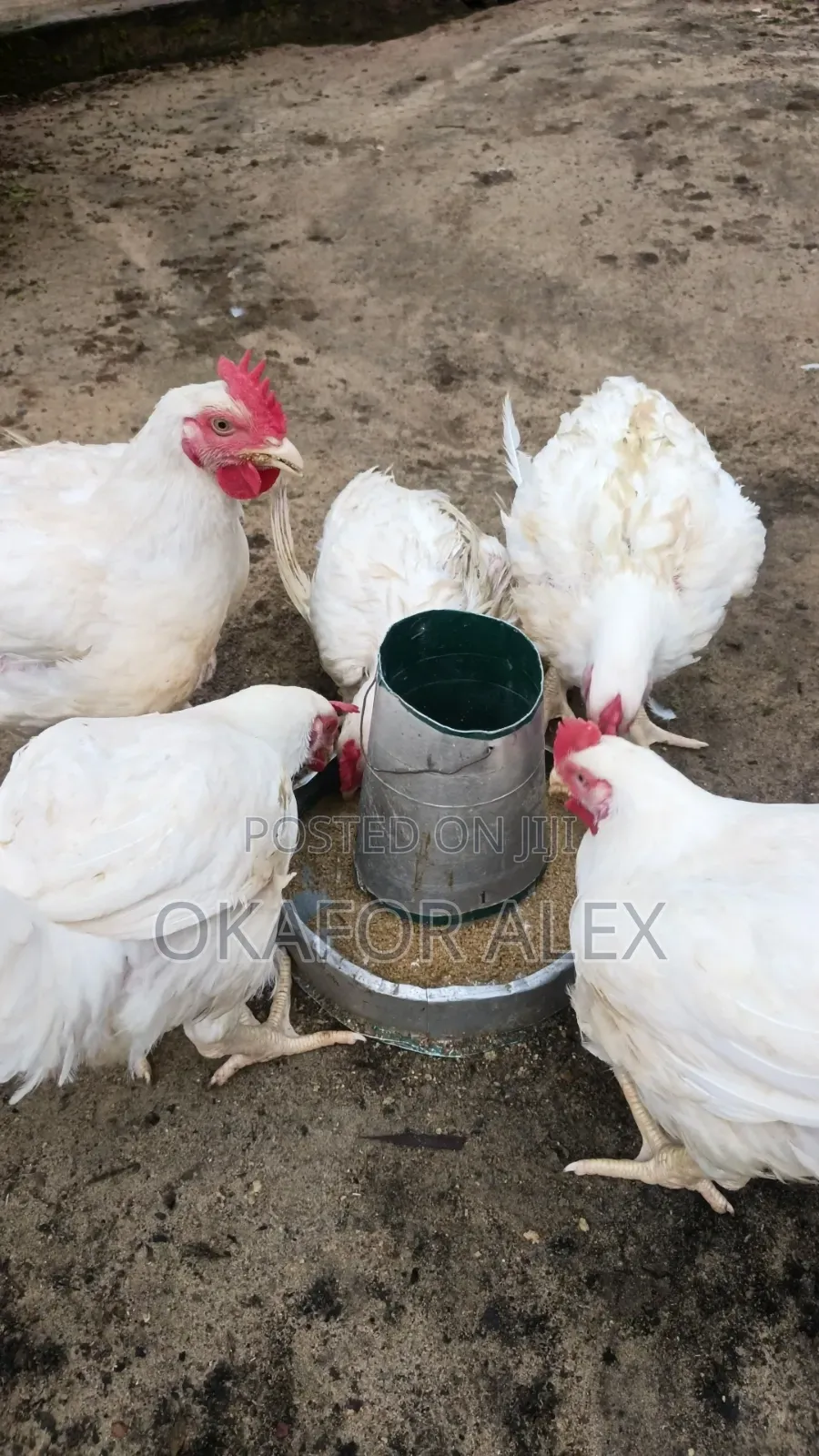 Mature Broilers for Quick Sales