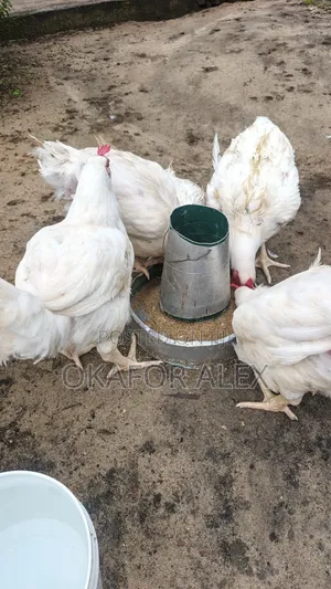 Mature Broilers for Quick Sales