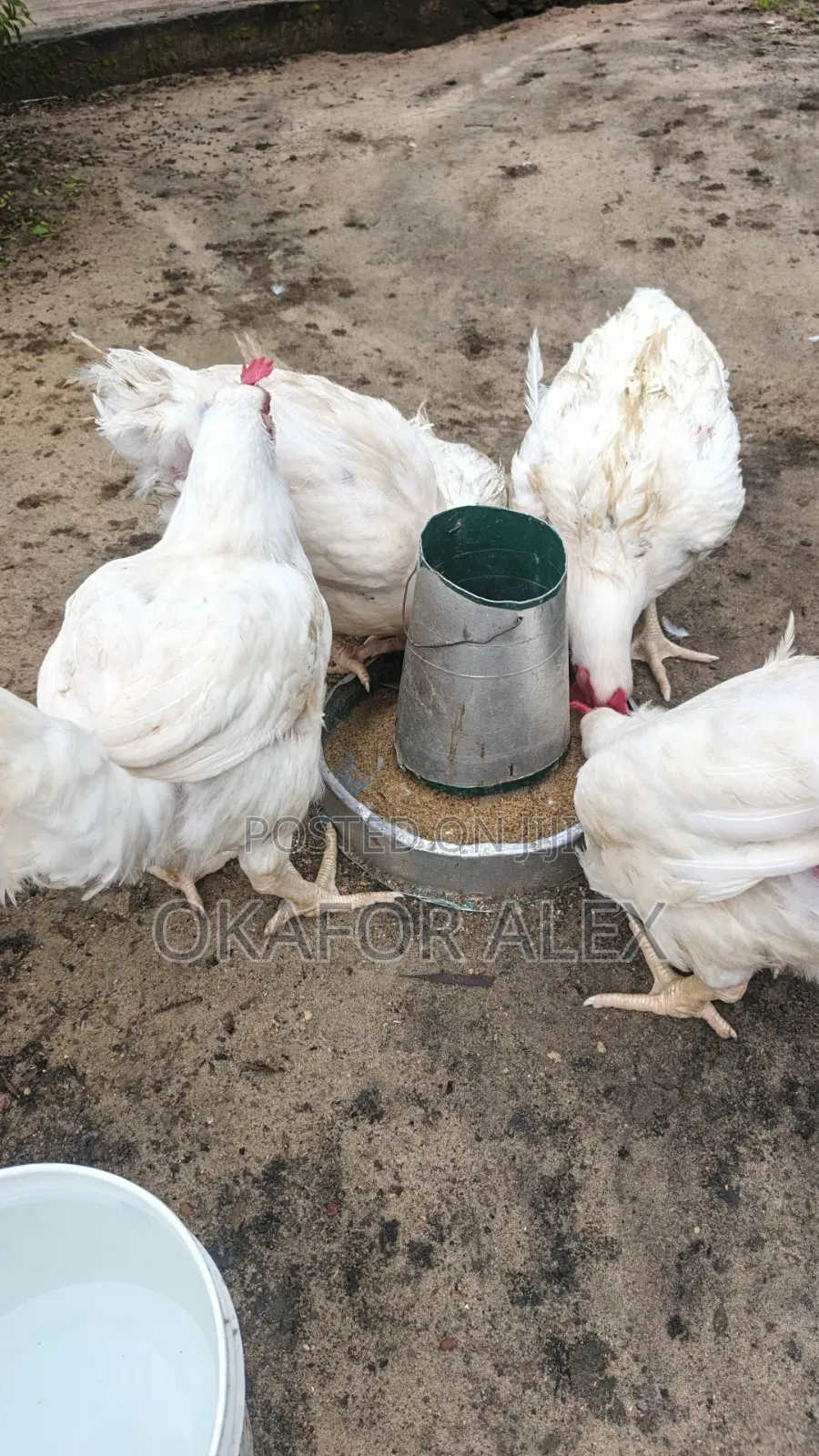 Mature Broilers for Quick Sales