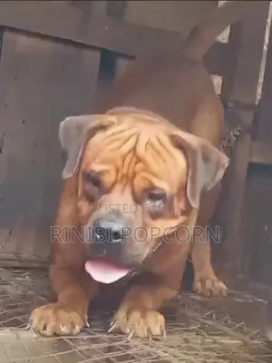 1+ year Male Purebred Boerboel