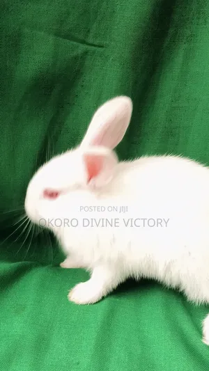 Rabbits for Pet