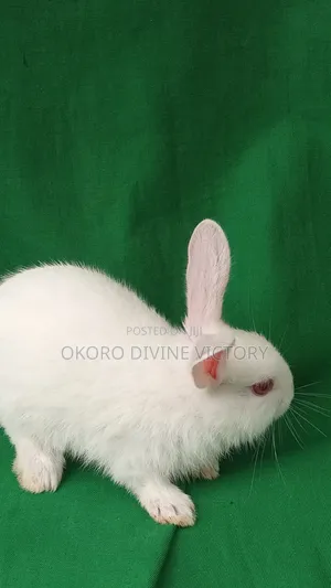 Rabbits for Pet