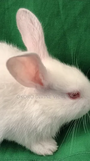 Rabbits for Pet