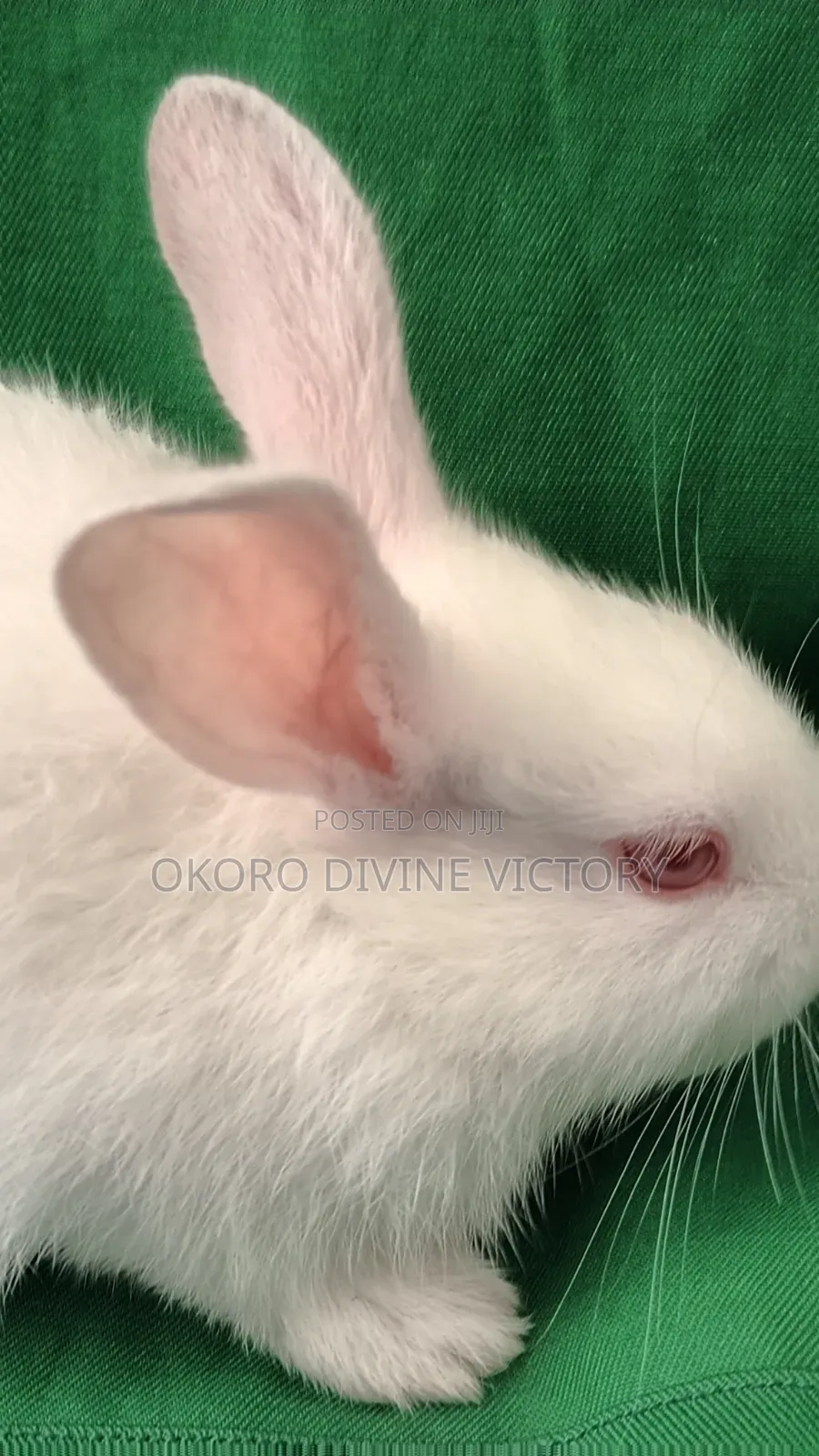 Rabbits for Pet