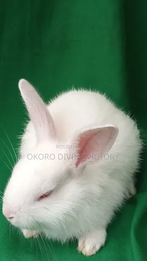 Rabbits for Pet
