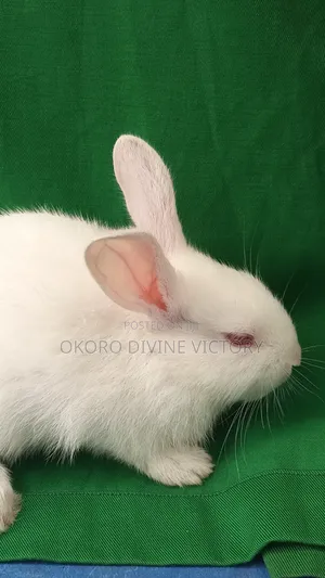 Rabbits for Pet