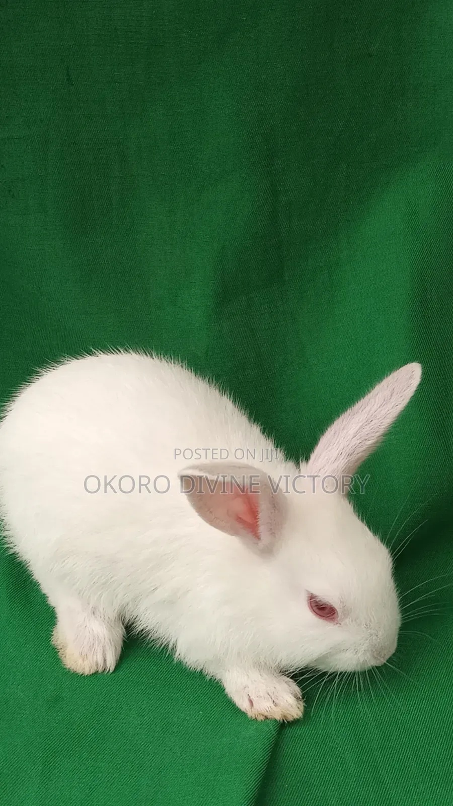 Rabbits for Pet