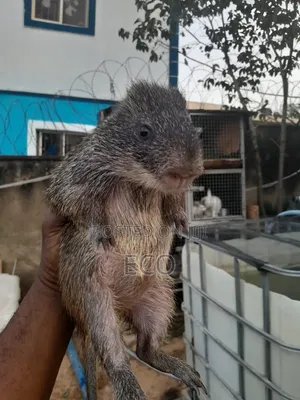 6-7 Months Old Grasscutter
