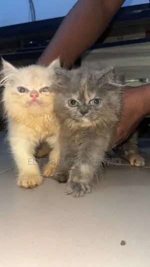 1-3 months Female Purebred Persian