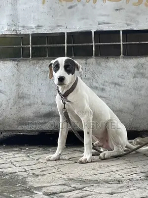 3-6 months Male Purebred American Pit Bull Terrier