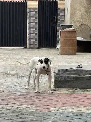 3-6 months Male Purebred American Pit Bull Terrier