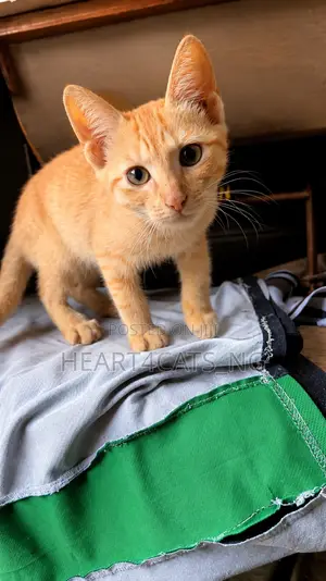 1-3 months Male Purebred American Shorthair