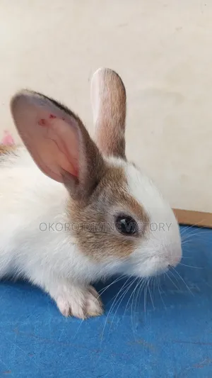 Quality Bunnies Stocks