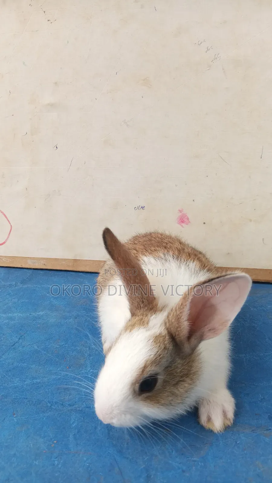 Quality Bunnies Stocks