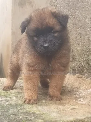 1-3 months Male Purebred Chow Chow