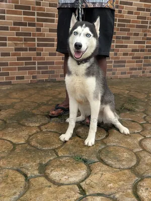 1+ year Female Purebred Siberian Husky