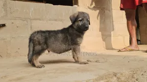 1-3 months Male Purebred German Shepherd