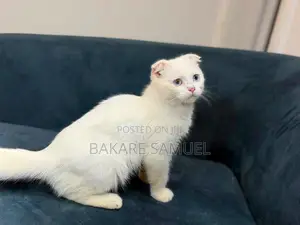 1-3 months Male Purebred Scottish Fold