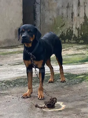 1+ year Female Purebred Rottweiler
