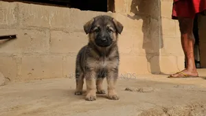 1-3 months Female Purebred German Shepherd
