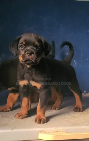 1-3 months Male Purebred Rottweiler