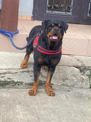 1+ year Male Purebred Rottweiler