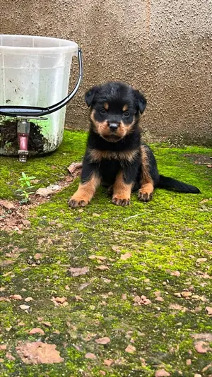 1-3 months Male Purebred Rottweiler