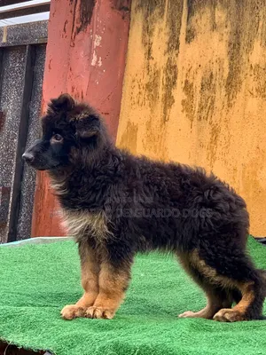 1-3 months Male Purebred German Shepherd