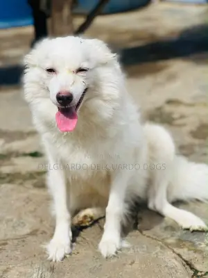 6-12 months Female Purebred American Eskimo