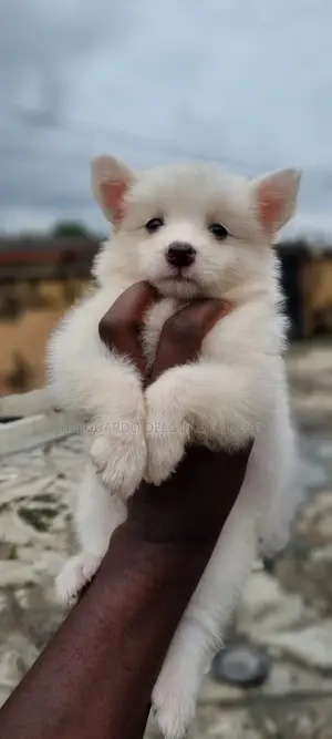 1-3 months Male Purebred American Eskimo