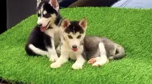 1-3 months Female Purebred Siberian Husky