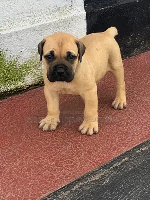 1-3 months Female Purebred Boerboel