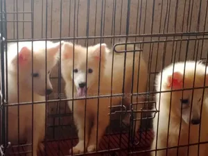 1-3 months Female Purebred American Eskimo