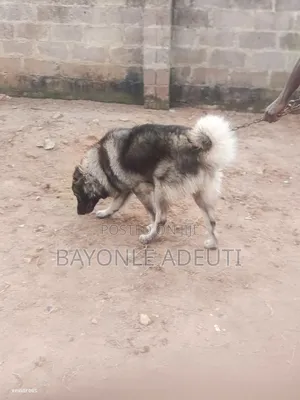 1+ year Male Purebred Caucasian Shepherd