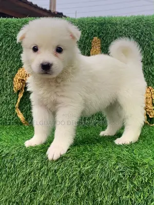 1-3 months Male Purebred American Eskimo