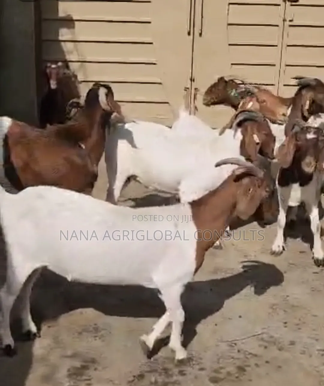 Boer Goats
